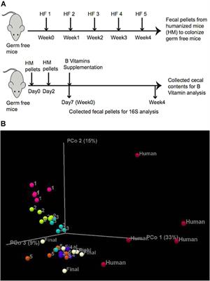 B-Vitamin Sharing Promotes Stability of Gut Microbial Communities